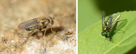 Dolichopodidae (family) - Long-legged Flies