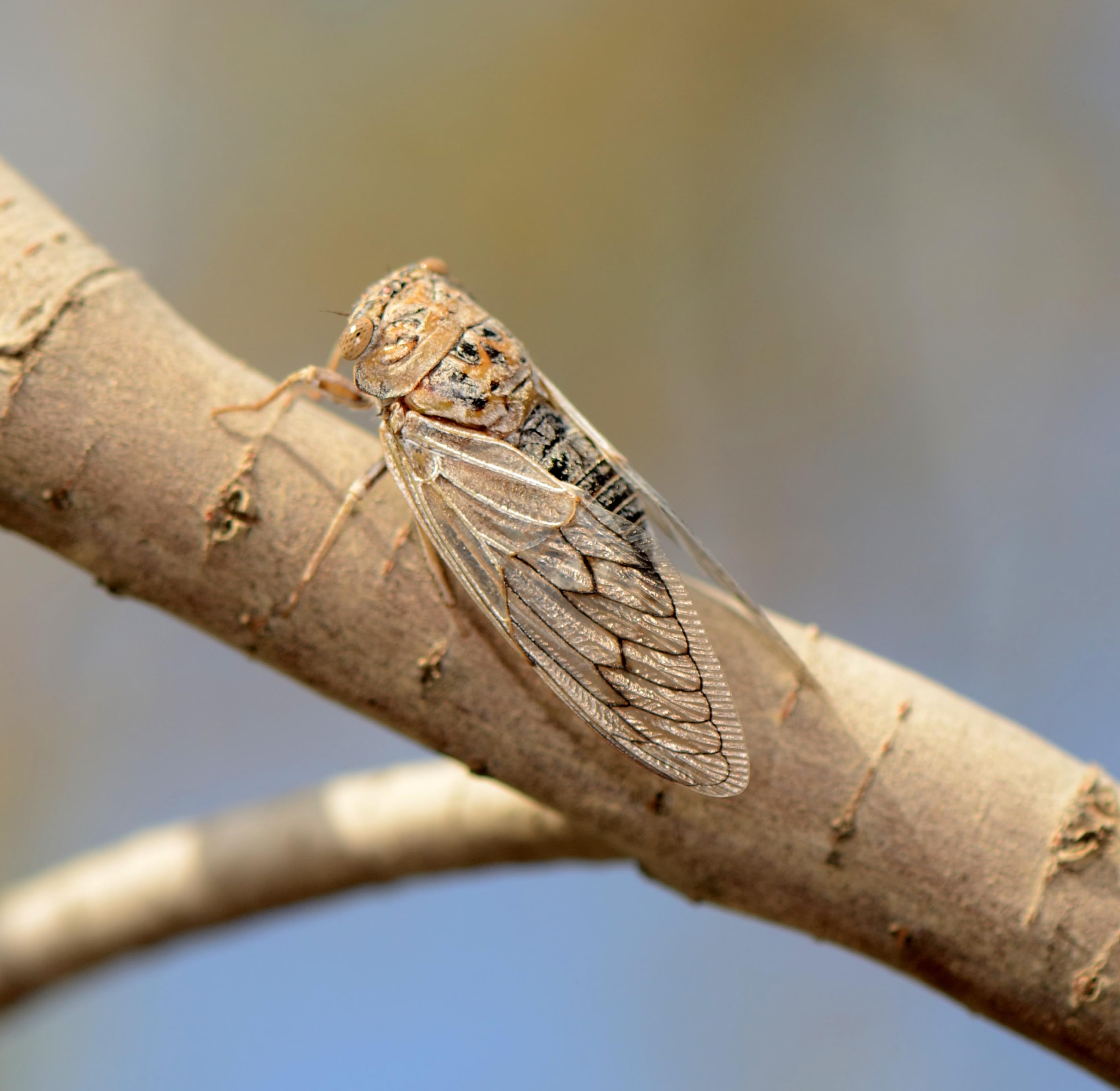1. Platypleura arabica (Myers, 1928)- Arabian Cicada