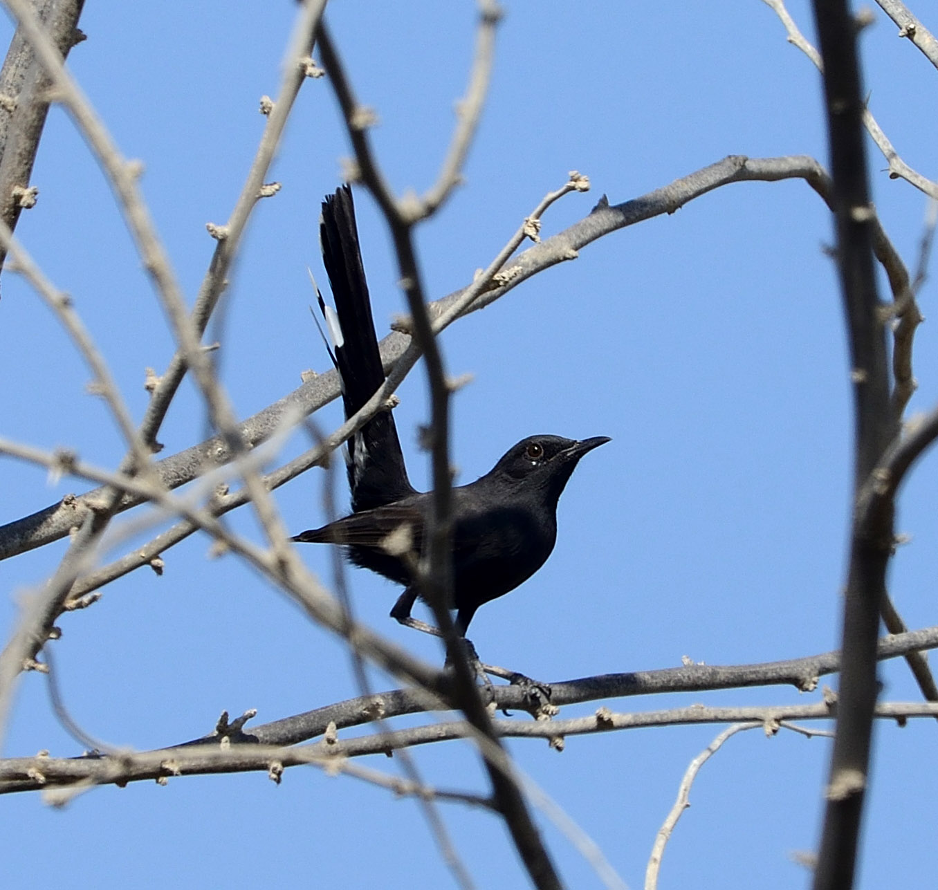 31. Black Scrub Robin - Cercotrichas podobe