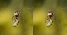 Araneidae (family): 2 species