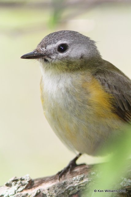American Redstart female, Mcgee Marsh, OH, 5-15-13, Ja_32742.jpg