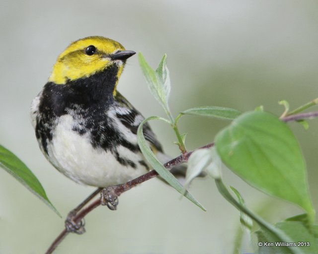 Black-throated Green Warbler male, Mcgee Marsh, OH, 5-14-13, Ja_32679.jpg