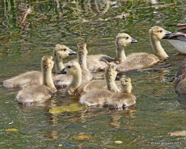 Canada Geese - Common goslings, Mcgee Marsh, OH, 5-14-13, Ja_32590.jpg