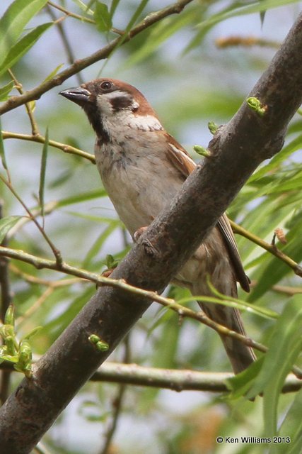 Eurasian Tree Sparrow, Horseshoe Lake, IL, 5-16-13, Ja_33046.jpg