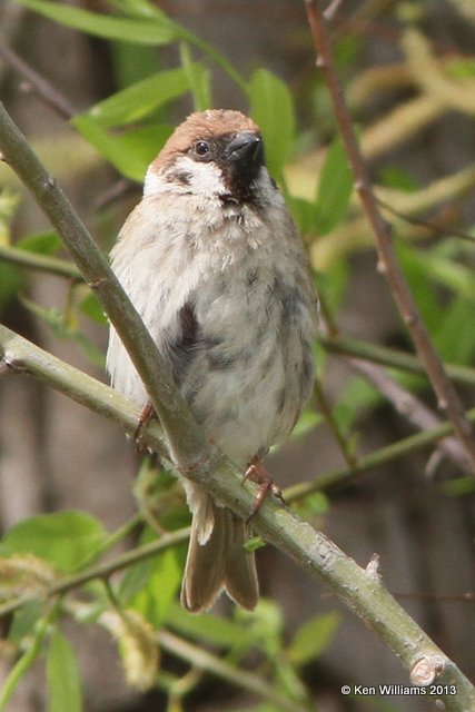 Eurasian Tree Sparrow, Horseshoe Lake, IL, 5-16-13, Ja_33081.jpg