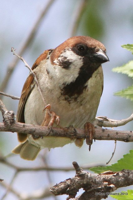 Eurasian Tree Sparrow, Horseshoe Lake, IL, 5-16-13, Ja_33088.jpg