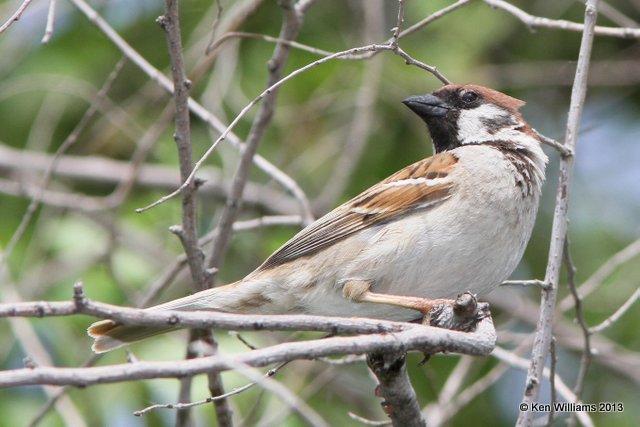 Eurasian Tree Sparrow, Horseshoe Lake, IL, 5-16-13, Ja_33120.jpg