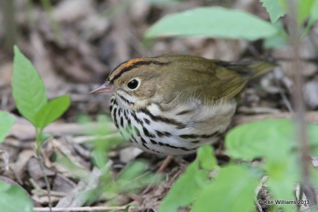 Ovenbird, Mcgee Marsh, OH, 5-12-13, Ja_31324.jpg