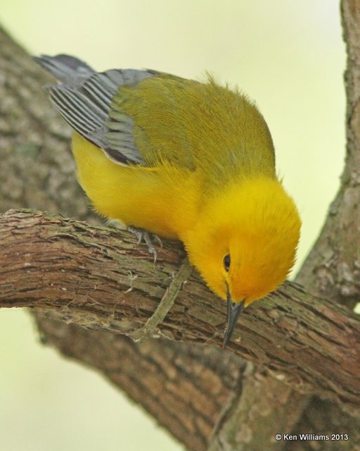 Prothonotary Warbler, Mcgee Marsh, OH, 5-13-13, Ja_31827.jpg