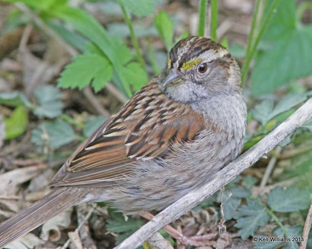 White-throated Sparrow - tan morph, Mcgee Marsh, OH, 5-12-13, Ja_31340.jpg