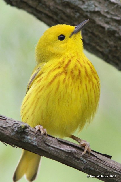 Yellow Warbler male, Mcgee Marsh, OH, 5-11-13, Ja_30424.jpg