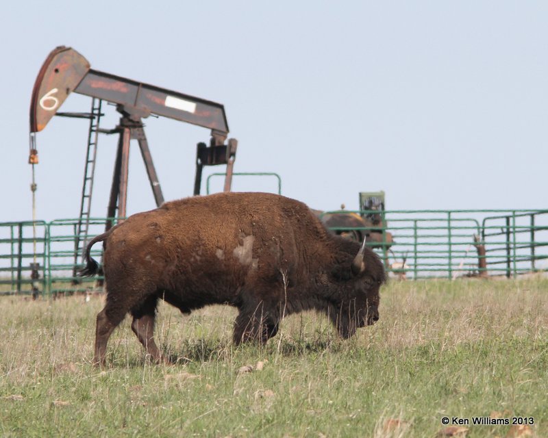 American Bison, Tall Grass Prairie, Osage Co, OK, 5-6-13, Ja_010393.jpg