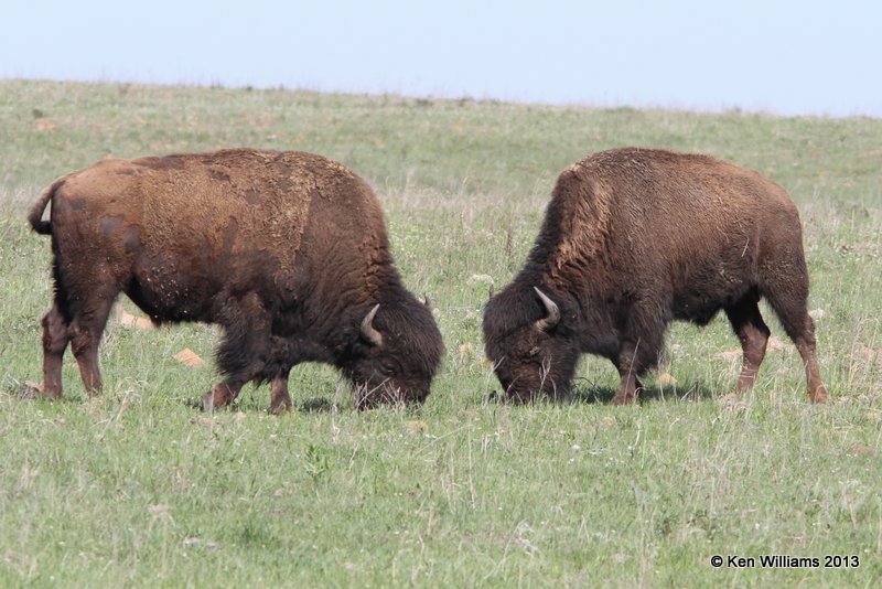 American Bison, Tall Grass Prairie, Osage Co, OK, 5-6-13, Ja_010398.jpg