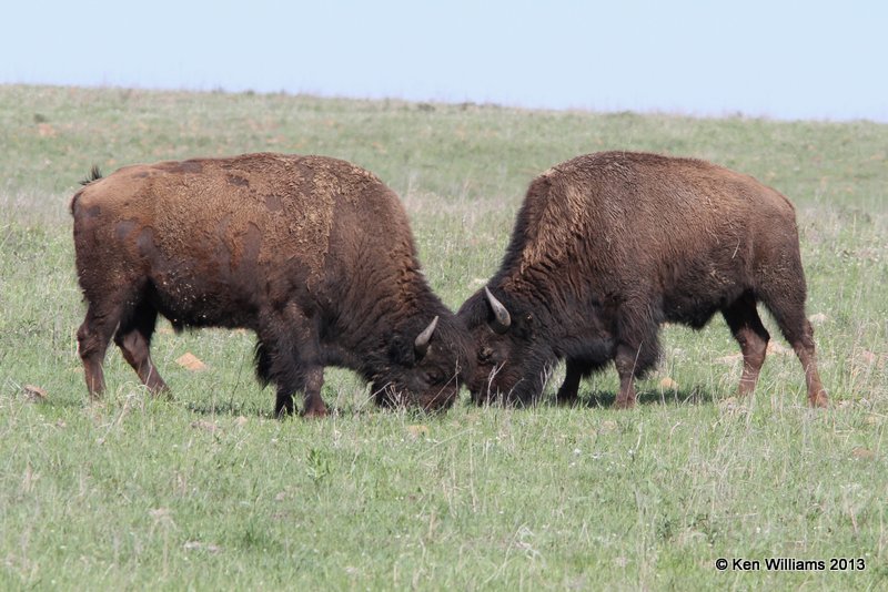 American Bison, Tall Grass Prairie, Osage Co, OK, 5-6-13, Ja_010399.jpg