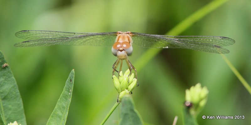 Blue-faced Meadowhawk female, Sympetrum ambiguum, Nowata Co, OK, 6-6-13, Ja_011337.jpg