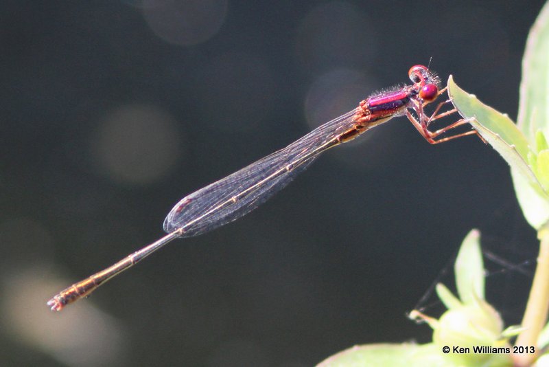 Burgundy Bluet male, Broken Bow City Lake, McCurtain Co, OK, 6-11-13, Ja_012265.jpg