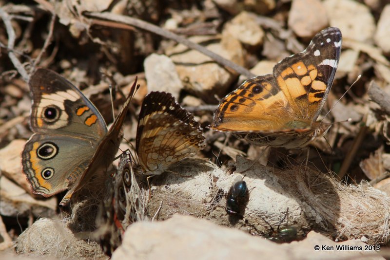 Butterflies, Nickel Preserve, Cherokee Co, OK, 6-7-13, Ja_011702.jpg