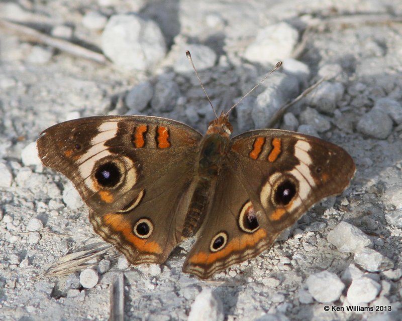 Common Buckeye, Red Slough, McCurtain Co, OK, 6-12-13, Ja_012387.jpg
