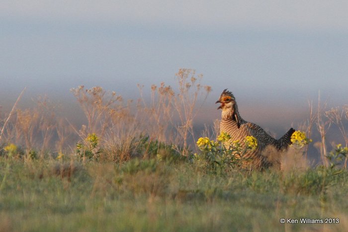 Lesser Prairie Chicken, Woods Co, OK, 5-6-13, Ja27_010002.jpg