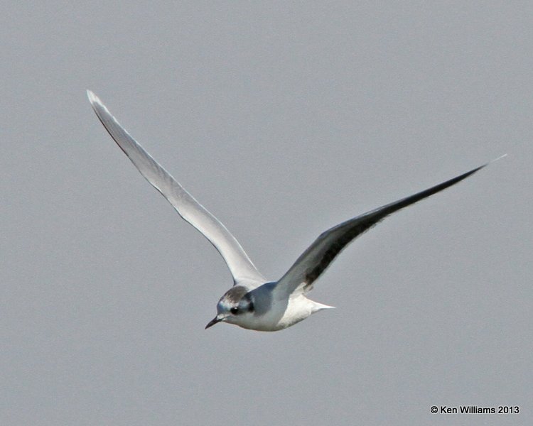 Little Gull nonbreeding, Yahola Lake, Tulsa Co, OK, 3-3-13, Ja750s_004750.jpg