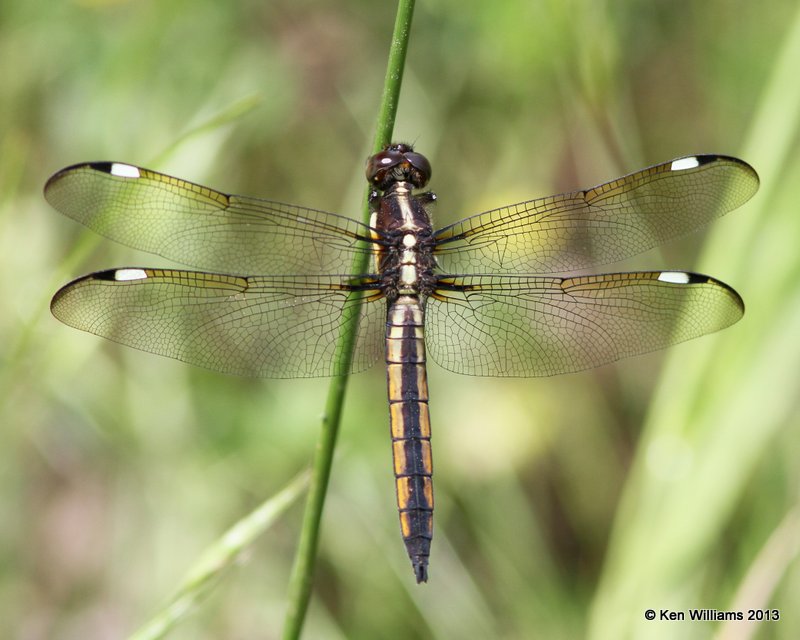 Spangled Skimmer female, Nowata Co, OK, 5-24-136, Ja_011133.jpg