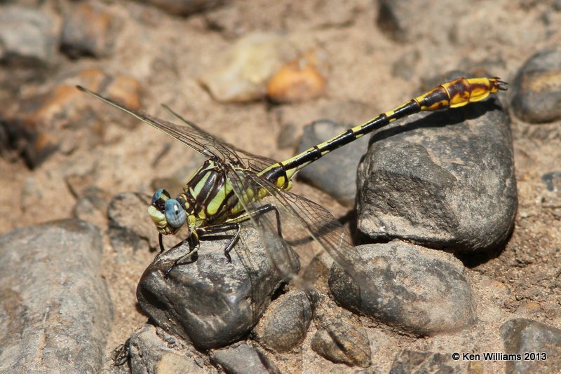 Sulphur-tipped Clubtail, Red Slough, McCurtain Co, OK, 6-12-13, Ja_012577.jpg