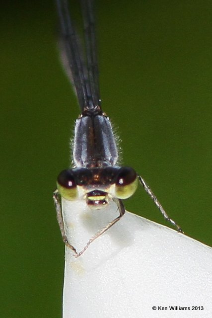 Fragile Forktail female, Broken Bow City lake, McCurtain Co, OK, 6-11-13, Ja_012166.jpg