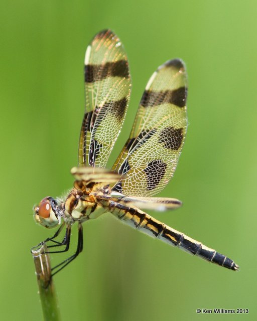 Halloween Pennant female, Broken Bow City lake, McCurtain Co, OK, 6-11-13, Ja_012292.jpg