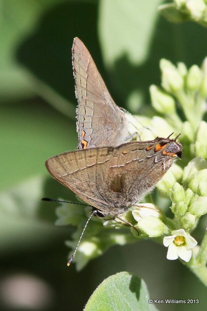 Northern Oak Hairstreak, west of Skiatook, Osage Co, OK, 6-2-13, Ja_011183.jpg