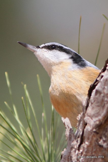 Red-breasted Nuthatch, Fayetteville Country Club, Ark, 1-23-13, Ja2_004123.jpg