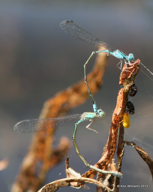 Slender Bluet pair, Broken Bow City lake, McCurtain Co, OK, 6-11-13, Ja_012137.jpg