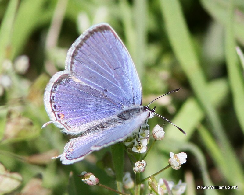 Eastern-tailed Blue, Mohawk Park, Tulsa Co, OK, 4-22-13, Ja_007386.jpg