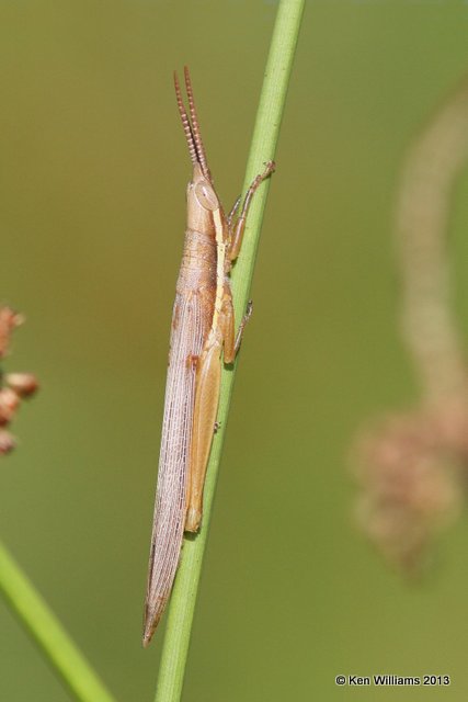 Cattail Toothpick Grasshopper (Leptysma marginicollis), Red Slough, McCurtain Co, OK, 6-12-13, Ja_012517.jpg