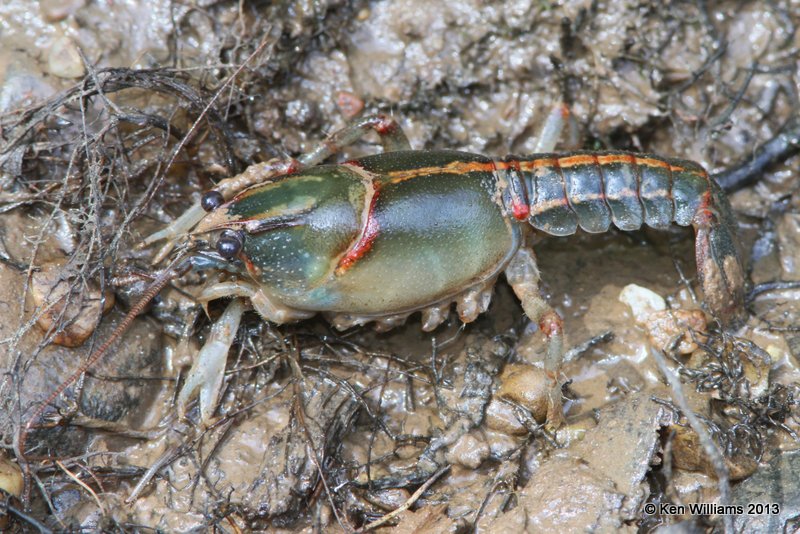Painted Devil Crayfish (Cambarus ludovicianus), Red Slough, McCurtain Co, OK, 6-12-13, Ja_012606.jpg