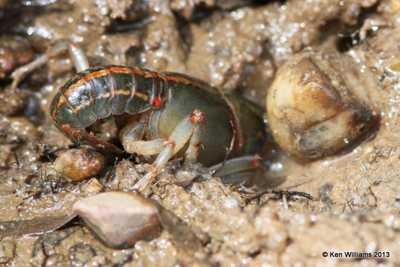 Painted Devil Crayfish (Cambarus ludovicianus), Red Slough, McCurtain Co, OK, 6-12-13, Ja_012613.jpg