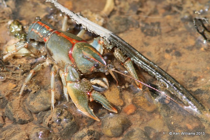 Painted Devil Crayfish (Cambarus ludovicianus), Red Slough, McCurtain Co, OK, 6-12-13, Ja_012620.jpg