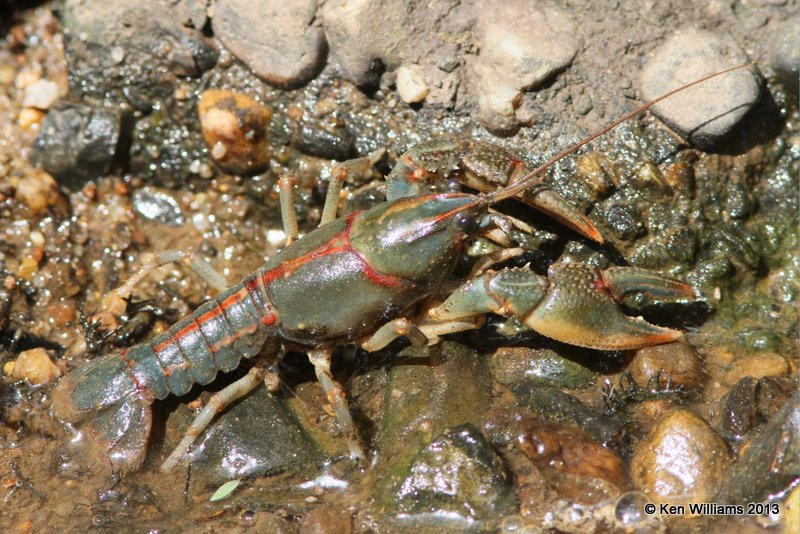 Painted Devil Crayfish (Cambarus ludovicianus), Red Slough, McCurtain Co, OK, 6-12-13, Ja_012629.jpg