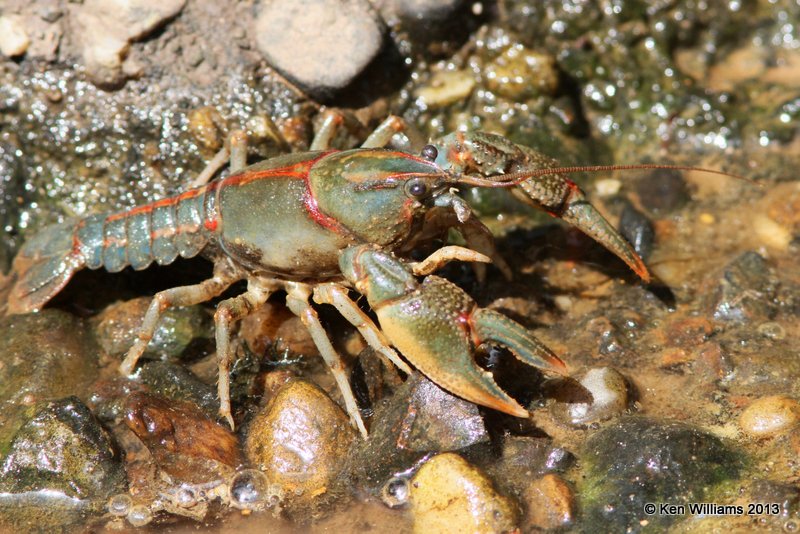 Painted Devil Crayfish (Cambarus ludovicianus), Red Slough, McCurtain Co, OK, 6-12-13, Ja_012631.jpg