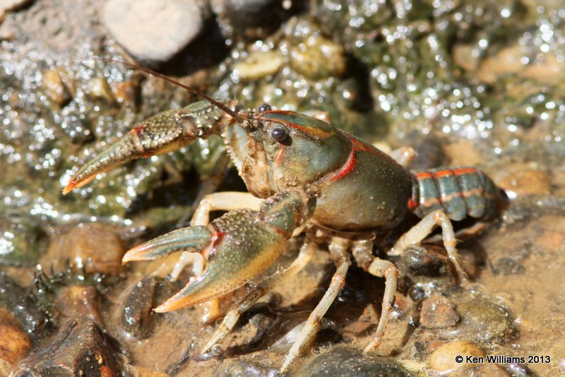 Painted Devil Crayfish (Cambarus ludovicianus), Red Slough, McCurtain Co, OK, 6-12-13, Ja_012636.jpg