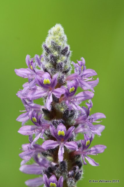 Pickerel Weed, Nowata Co, OK, 6-15-13, Ja_013310.jpg