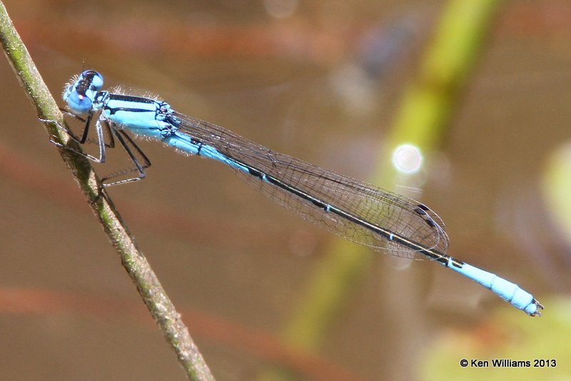 Azure Bluet male, Pushmataha WMA Pushmataha Co, OK, 6-26-13, Ja_013857.jpg