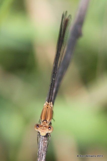 Blue-fronted Dancer female, brown form, Sardis Lake, Pushmataha Co, OK, 6-26-13, Ja_013615.jpg