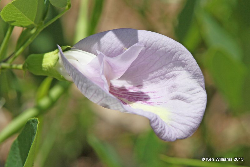 Butterfly Pea, Clitoria mariana, Pushmataha WMA Pushmataha Co, OK, 6-26-13, Ja_013964.jpg