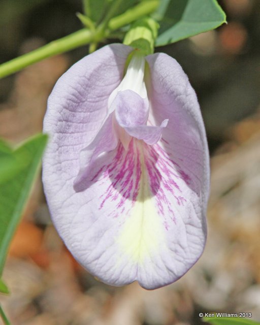 Butterfly Pea, Clitoria mariana, Pushmataha WMA Pushmataha Co, OK, 6-26-13, Ja_013966.jpg