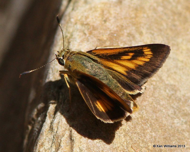 Byssus Skipper, Lynn Mountain, LeFlore Co, OK, 6-27-13, Ja_014677.jpg