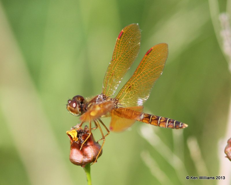 Eastern Amberwing male, Sardis Lake, Pushmataha Co, OK, 6-26-13, Ja_013672.jpg