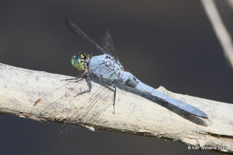 Eastern Pondhawk male, Sardis Lake, Pushmataha Co, OK, 6-26-13, Ja_013705.jpg