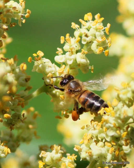 Honey Bee, LeFlore Co, OK, 6-27-13, Ja_014653.jpg