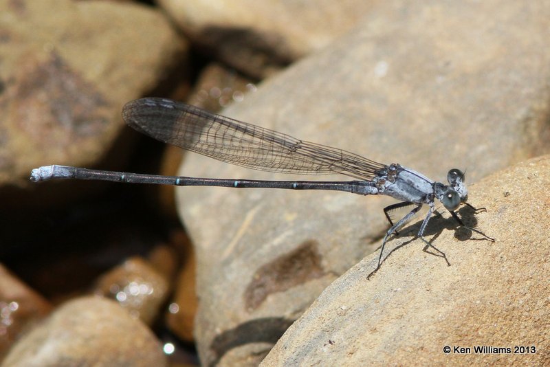 Powdered Dancer male, Pushmataha WMA Pushmataha Co, OK, 6-26-13, Ja2_014064_5.jpg