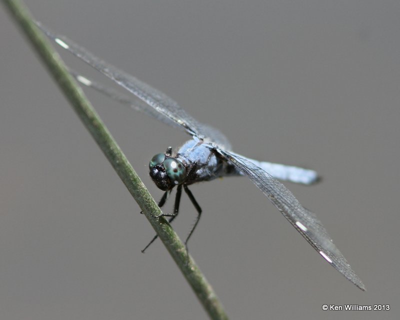 Spangled Skimmer male, Pushmataha WMA Pushmataha Co, OK, 6-26-13, Ja_013873.jpg
